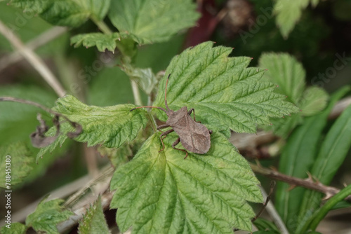 A Dock Bug (Coreus marginatus)