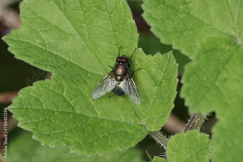 A fly (Eudasyphora cyanella) resting on a leaf