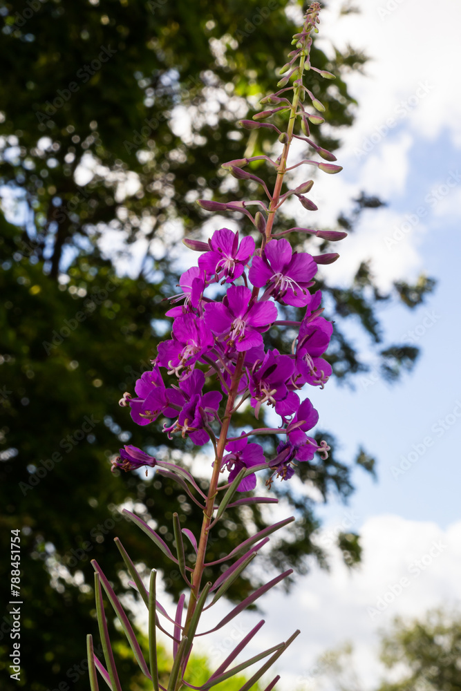 Closeup of pink flower of rosebay willowherb Chamaenerion angustifolium on light green background Closeup of pink flower of rosebay willowherb Chamaenerion angustifolium on light green background