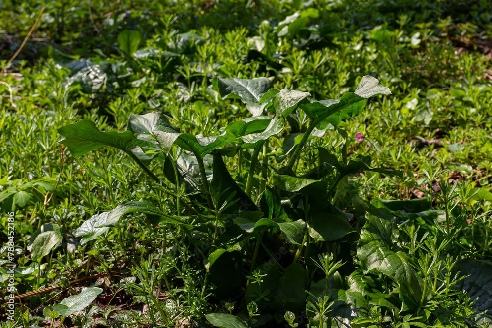 Cuckoopint or Arum maculatum arrow shaped leaf, woodland poisonous plant in family Araceae. arrow shaped leaves. Other names are nakeshead, adder's root, arum, wild arum, arum lily, lords-and-ladies