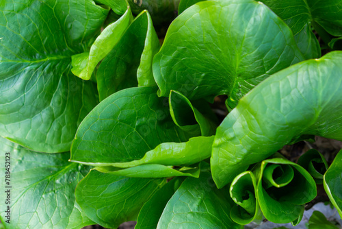 Cuckoopint or Arum maculatum arrow shaped leaf, woodland poisonous plant in family Araceae. arrow shaped leaves. Other names are nakeshead, adder's root, arum, wild arum, arum lily, lords-and-ladies photo