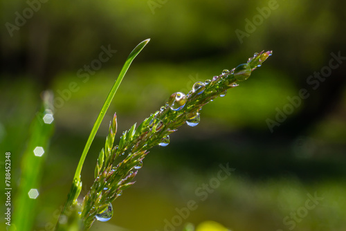 Fresh green grass with dew drops close up. Water driops on the fresh grass after rain. Light morning dew on the green grass