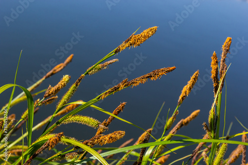 Carex acuta - found growing on the margins of rivers and lakes in the Palaearctic terrestrial ecoregions in beds of wet, alkaline or slightly acid depressions with mineral soil photo