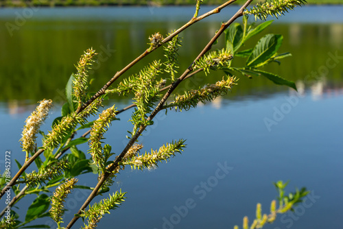 Flowers of Salix viminalis in sunny day. Blossom of the basket willow in the spring. Bright common osier or osier. Female flowering catkin on a willow. Soft focus. Seasonal wallpaper for design photo