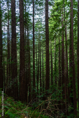 Views hiking inside in Muir Woods National Monument of the ferns  large coastal redwoods  moss  and tree canopy.