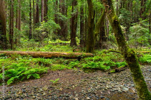 Views hiking inside in Muir Woods National Monument of the ferns, large coastal redwoods, moss, and tree canopy. photo