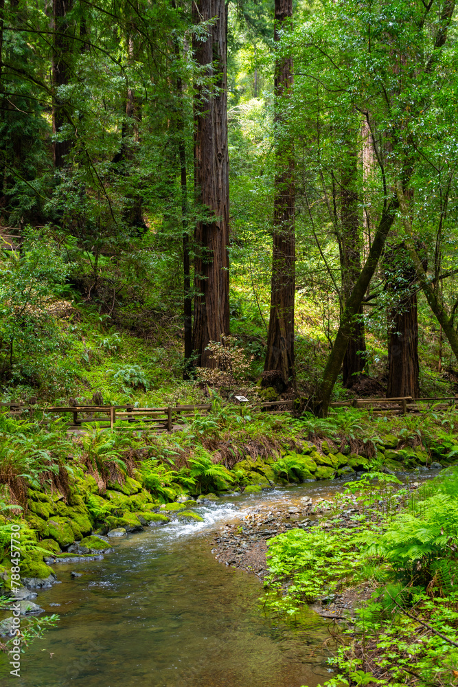 Large coastal redwood forest with rivers, ferns, and moss at Muir Woods National Monument.