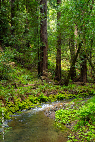 Large coastal redwood forest with rivers  ferns  and moss at Muir Woods National Monument.