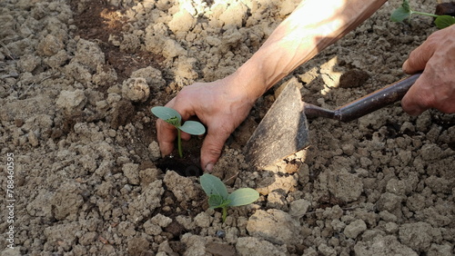 Mani che trapiantano la piantine di cetriolo nell'orto. Giardinaggio. photo