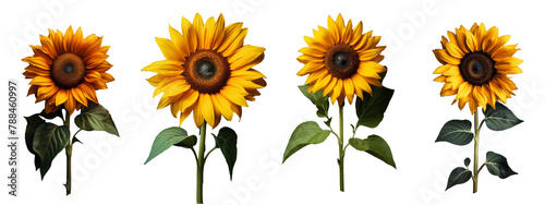 Vibrant Sunflower Collection: Radiant Blossoms on Transparent Background. Exquisite Floral Imagery for Diverse Creative Projects.