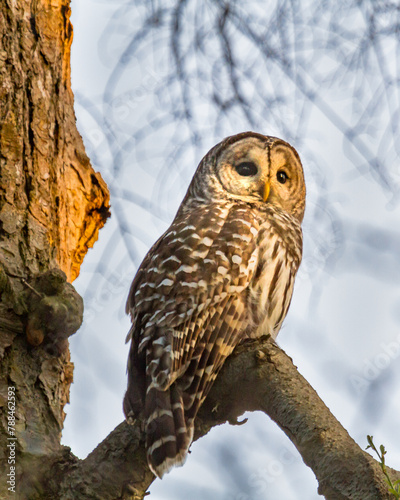 Barred Owl resting in a tree at sunset