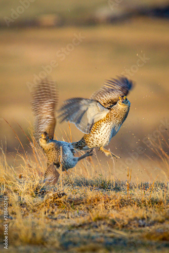 Sharp tailed grouse in full display on a Lek