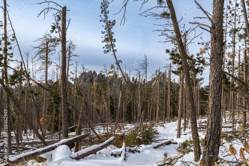Pine Beatle tree kill in the black elk wilderness