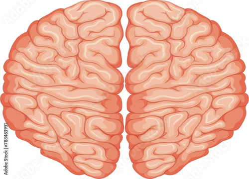 human brain isolated on white