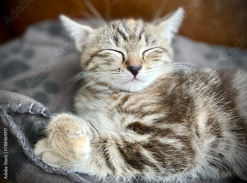close up of a tabby kitten