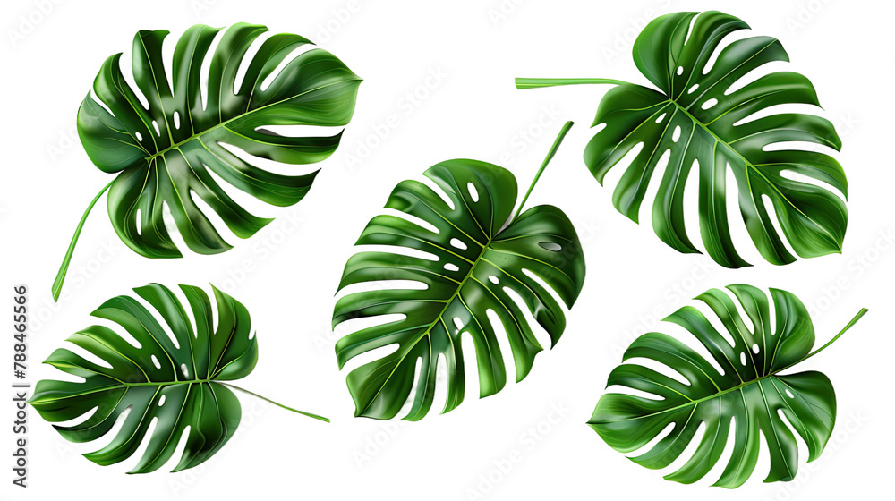 Monstera plant collection, vibrant green leaves isolated on transparent background. Digital art 3D rendering, top view flat lay, perfect for botanical designs and elegant decor.