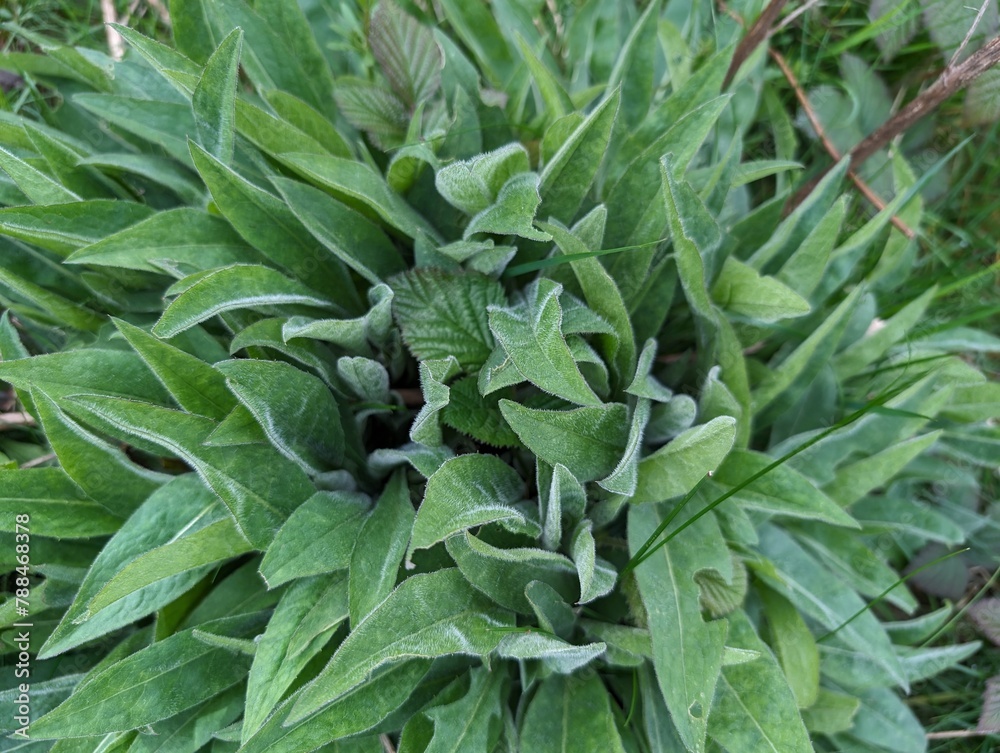 Leaves of Common Knapweed (Centaurea nigra) Leaves of Common Knapweed (Centaurea nigra)