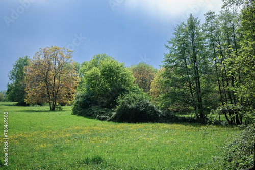 Les arbres dans le champ