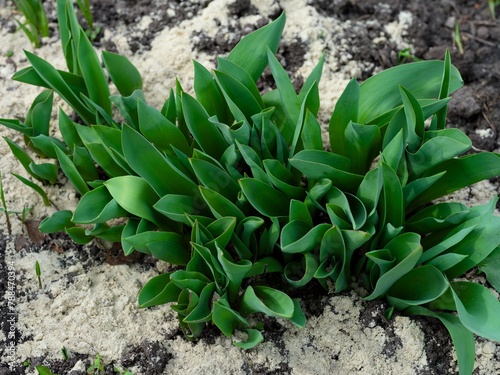 Fresh growing tulip leaves in the spring garden