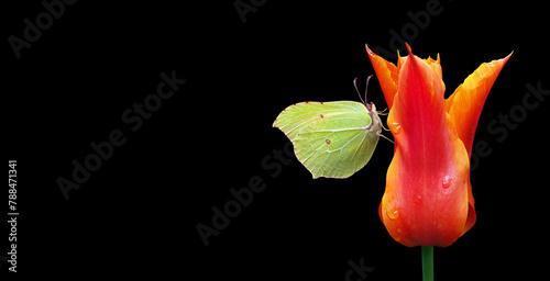 bright yellow butterfly on a orange tulip flower in drops of water. butterfly...