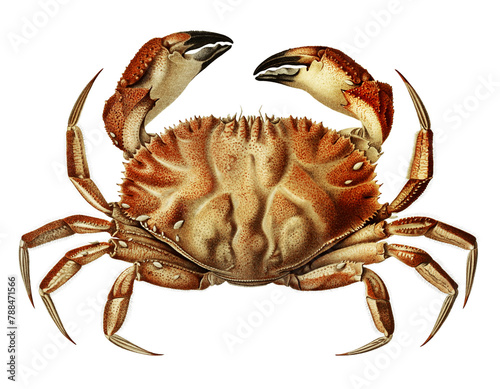 Dungeness crab png vintage sticker, transparent background photo
