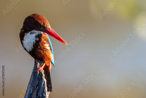 The white-throated kingfisher (Halcyon smyrnensis) in Keoladeo national park (bharatpur bird sanctuary) Rajasthan, India