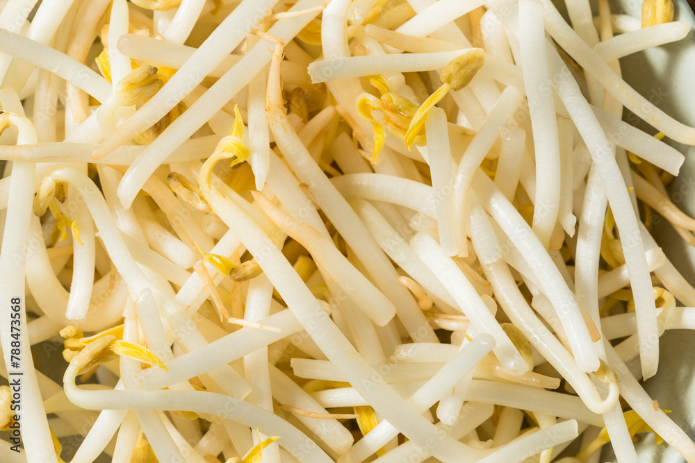 Organic Raw White Mung Bean Sprouts Organic Raw White Mung Bean Sprouts