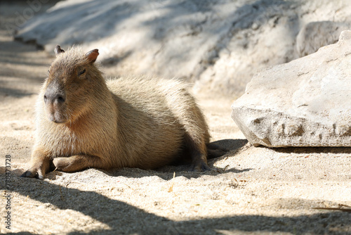 Close up head The Capybara giant rat is cute animal in garden
