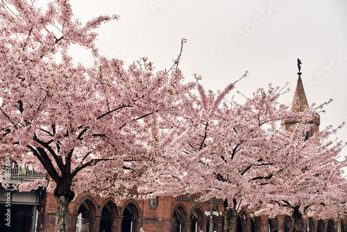 Tableau sur toile Berlin Kreuzberg Park sakura