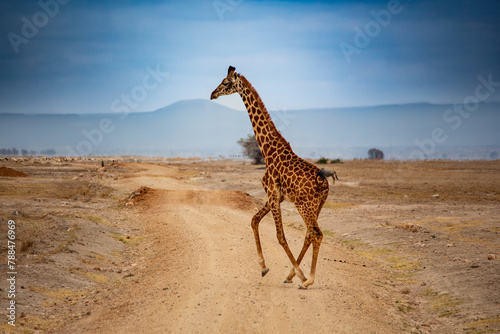 Photography Ugandan Giraffe crossing a dirt track in Amboseli National Park, Kenya