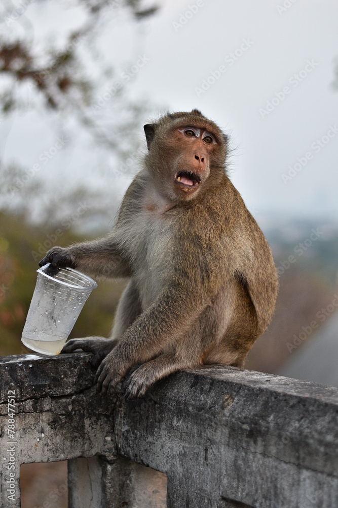 Naklejka premium monkey sitting with a plastic cup