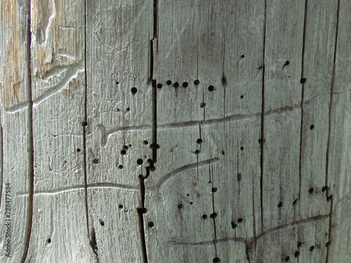 Texture of wood with bark beetle passages. Under the bark. Insect passages, natural pattern. Background, texture. photo