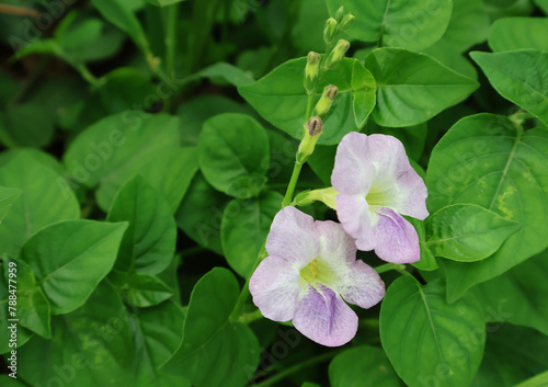 Light purple asystasia flowers bloom in clusters amid green leaves.

 photo