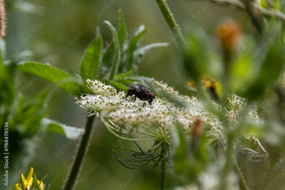 bee on a flower