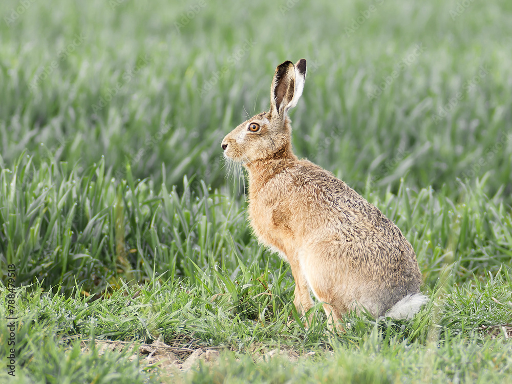 Obraz premium Hare sitting in cornfield 