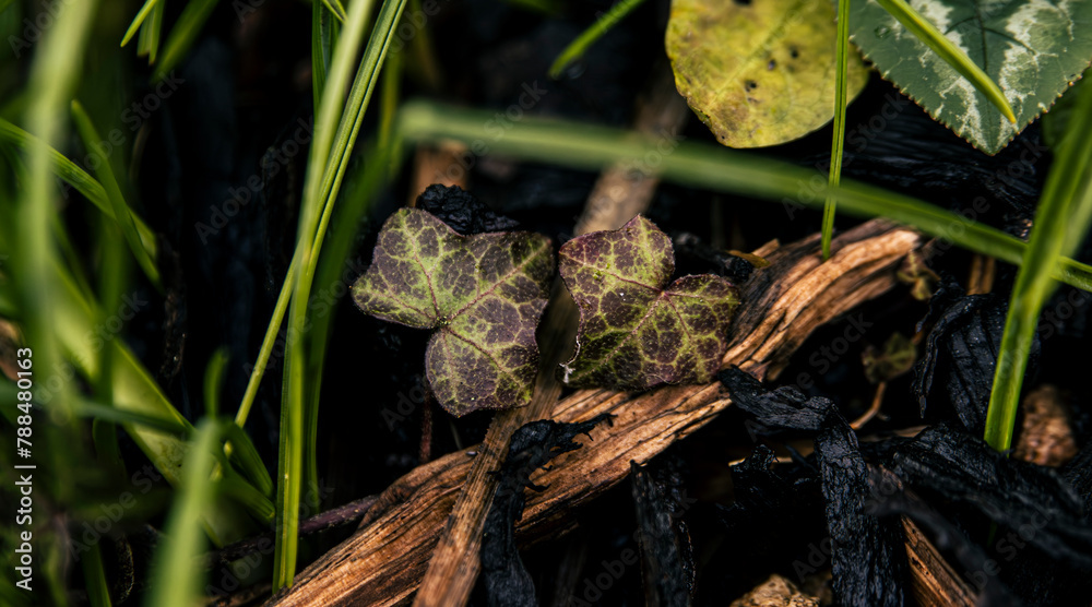 Obraz premium Ivy hearts growing on the ground