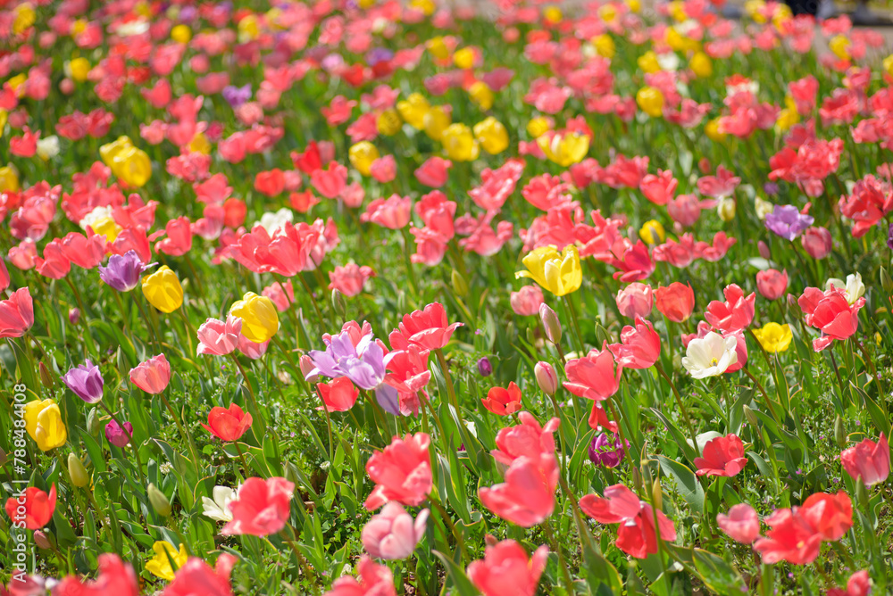 チューリップの花畑 チューリップの花畑