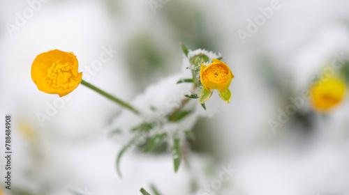 close up of fresh yellow flowers of  buttercup blooming in a spring snow