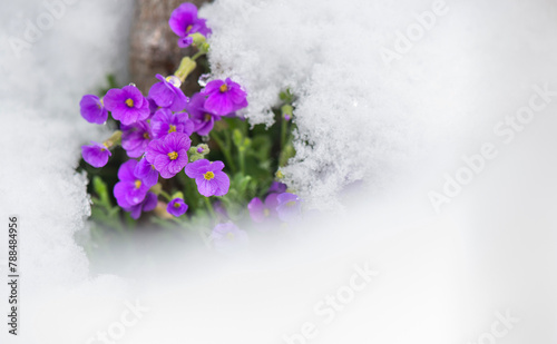 close up of fresh purple flowers blooming in a spring snow covered a garden