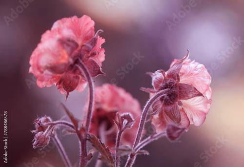 Fototapeta Naklejka Na Ścianę i Meble -  Wiosenne różowe kwiaty Kuklików - Geum. Tapeta, dekoracja. 