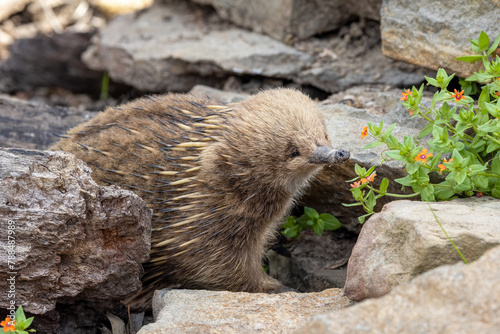 A short beaked echidna, Tachyglossus aculeatu, also known as the spiny anteater. This is an egg laying mammal or monotreme. © Rixie