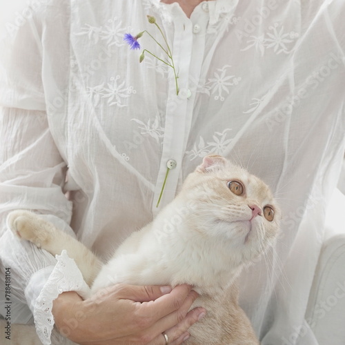 A white-and-red Scottish fold kitten in the arms of a woman in a beautiful white cotton blouse with embroidery and lace and a cornflower on a white background