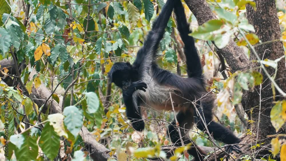 Spider monkey in Guatemalan jungle scratching itself in slow motion while hanging from a tree 