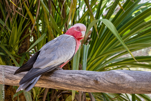 A galah cockatoo, Eolophus roseicapilla, also known as the pink and grey or rose-breasted cockatoo. A parrot endemic to Australia.