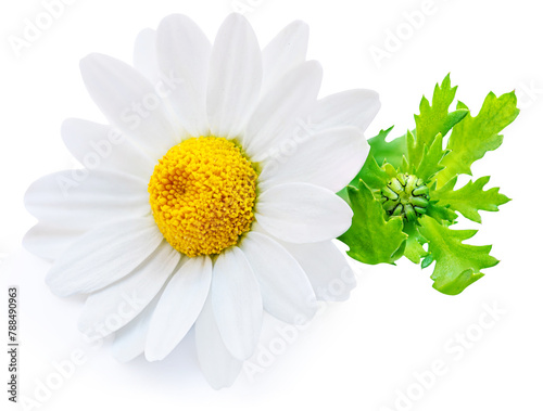 Chamomile or camomile flowers isolated on white background. Camomilie with leaves close up. Top view, flat lay, packaged design element.