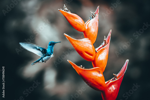 Hummingbird in flight, Flying to a heliconia flower, Abstract colors, Hummingbirds drinking nectar, natural world