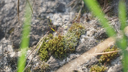 moss with blades of grass on a stone