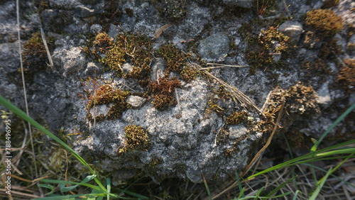 moss on a stone