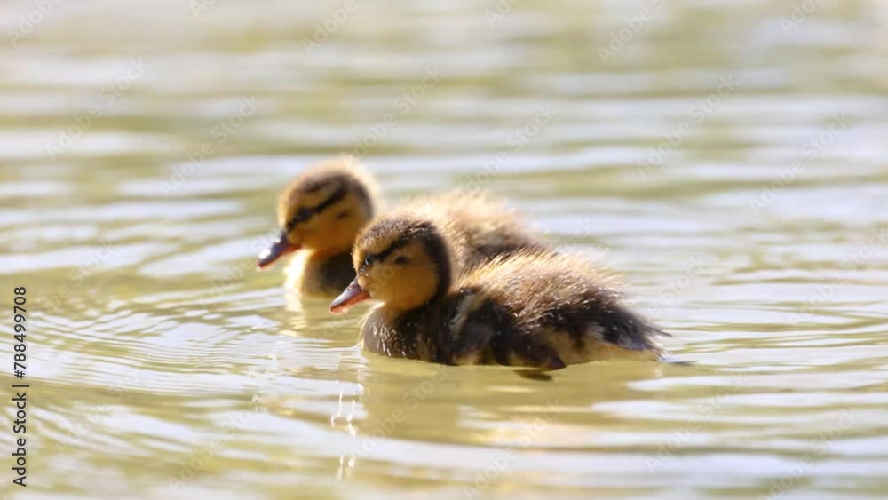 Patitos nadando, ánade real (Anas platyrhynchos) Patitos nadando, ánade real (Anas platyrhynchos)