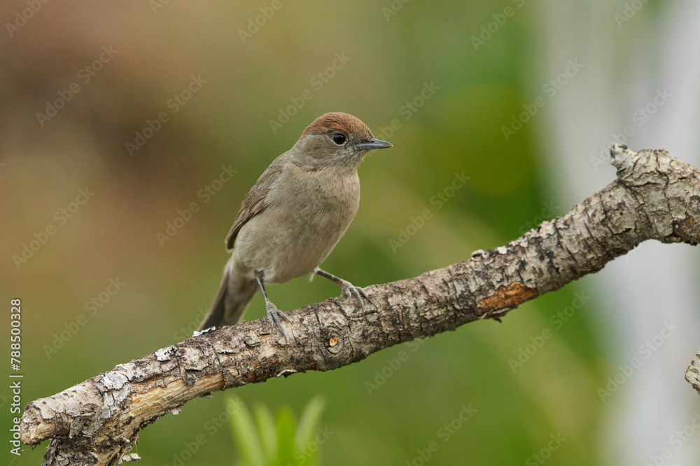 curruca capirotada (Sylvia atricapilla) curruca capirotada (Sylvia atricapilla)